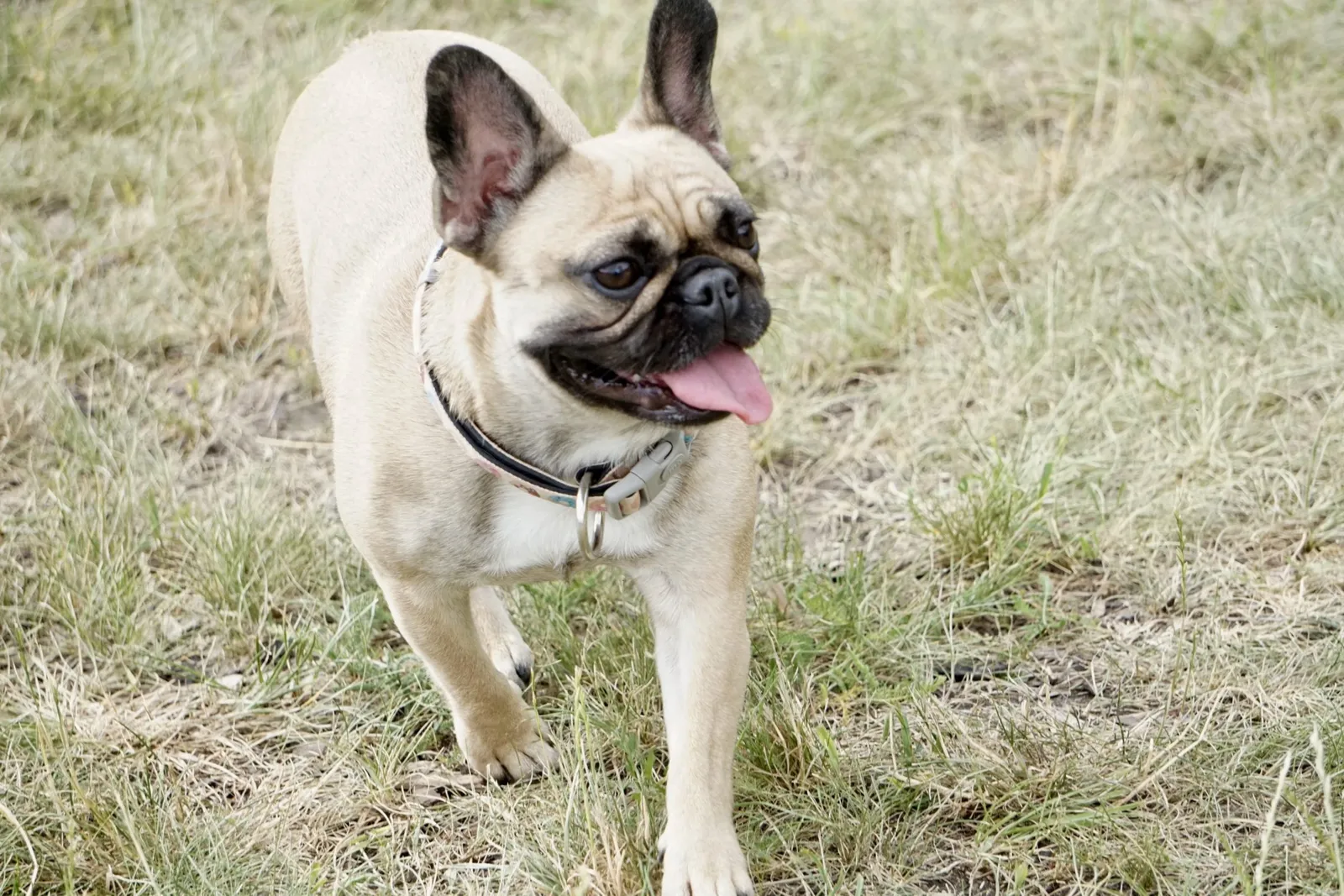 French Bulldog
