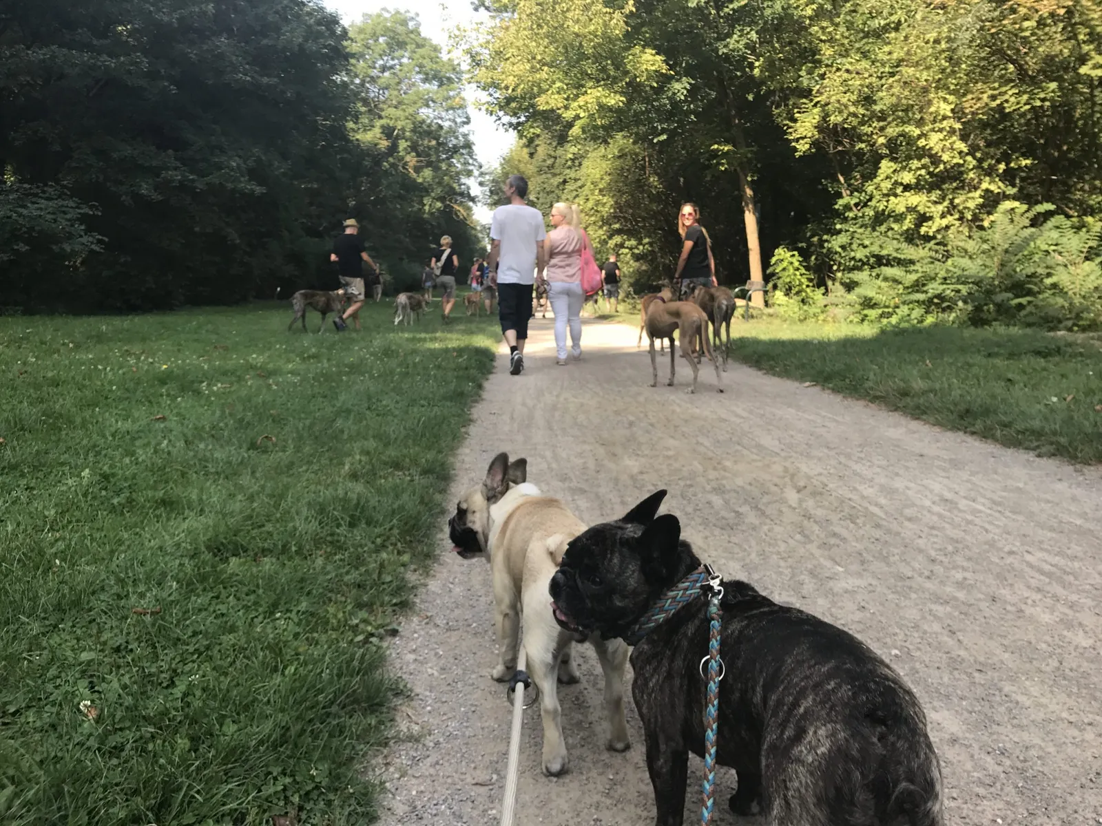 Spaziergang mit Hund in der Prater Hauptallee