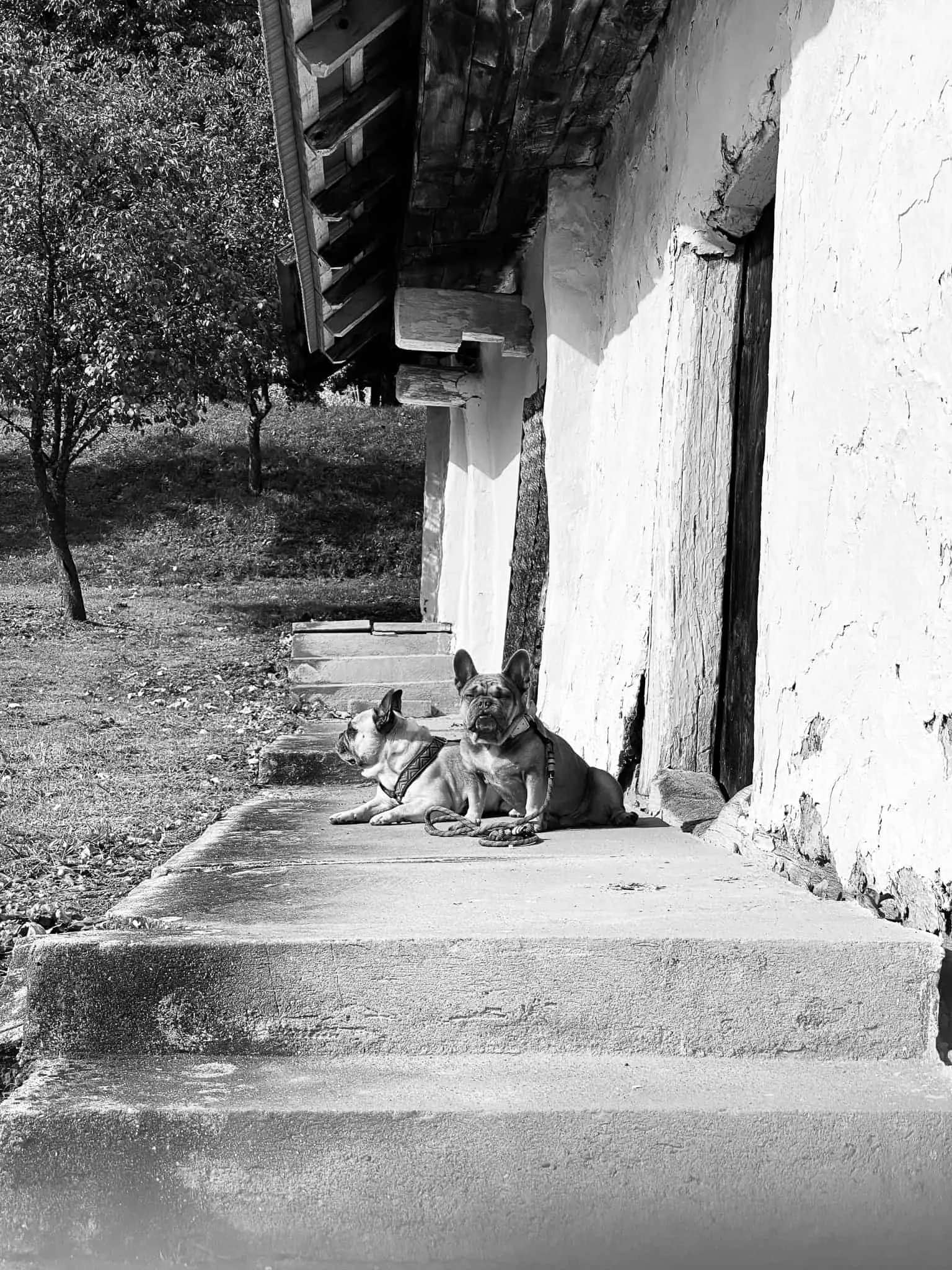 Murphy und Archie sitzen vor einem Kellerstöckl