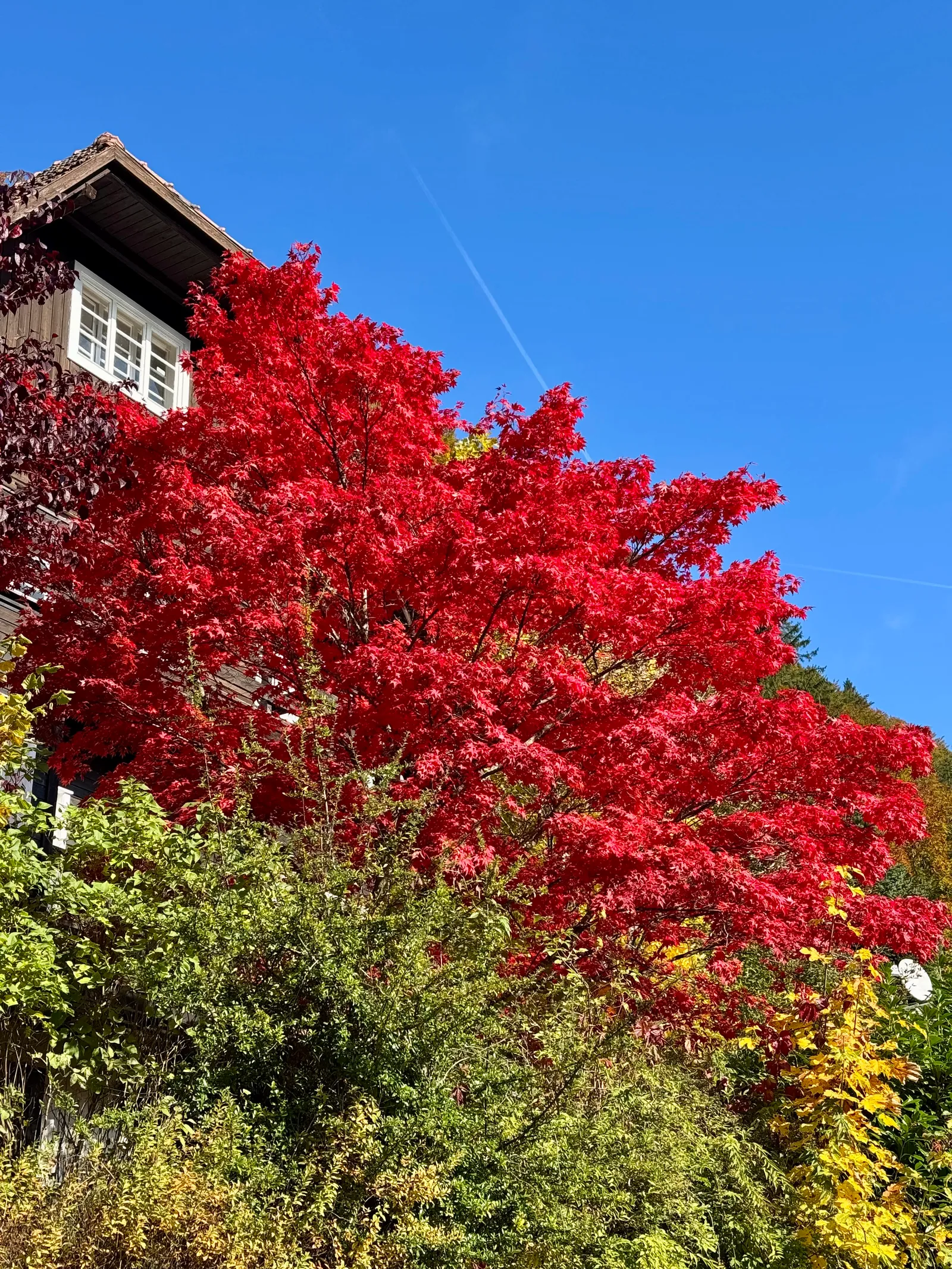 Leuchtend roter Ahorn vor einem Holzhaus am Lunzer See unter blauem Himmel.