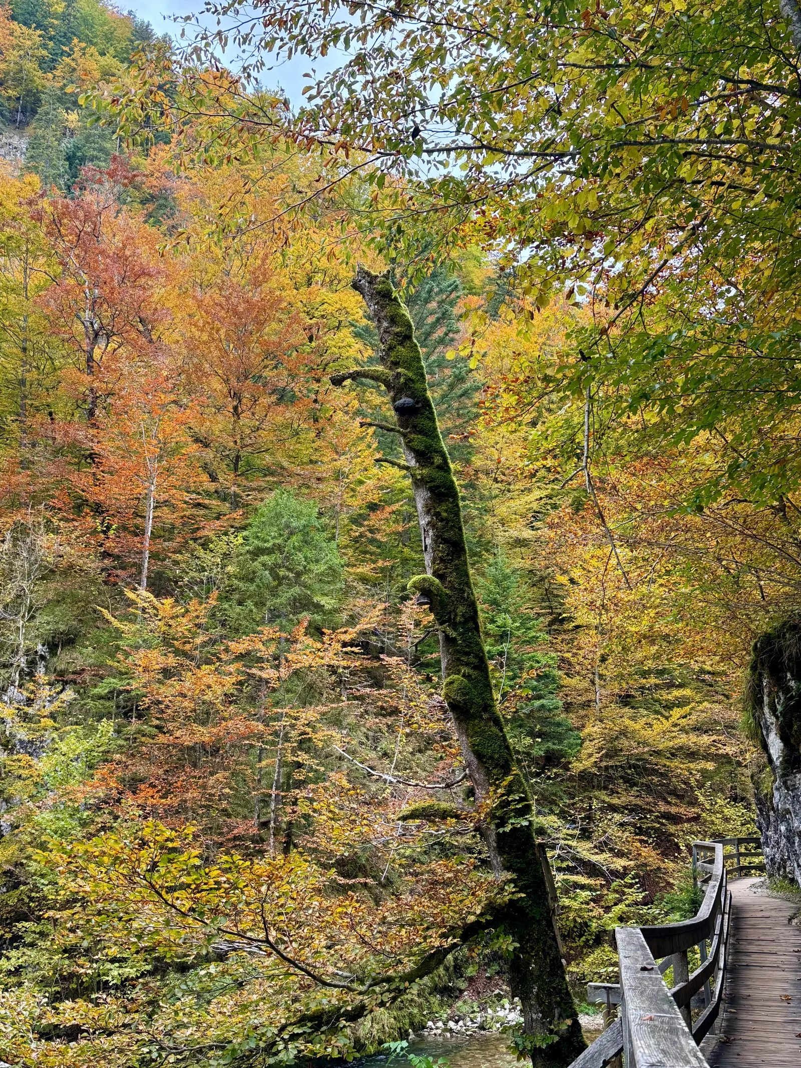 Ein bemooster schiefer Baumstamm vor herbstlich verfärbtem Wald entlang eines Holzstegs im Mendlingtal.