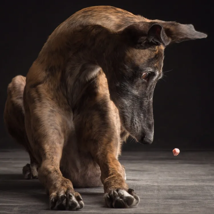 spanischer Windhund