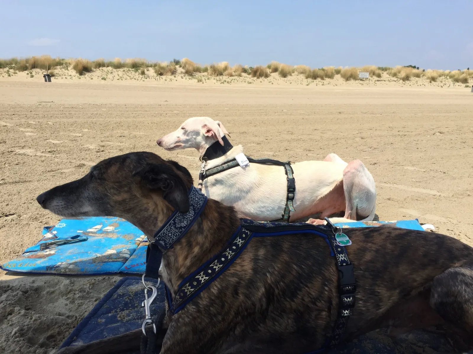 Urlaub mit Hund in Italien - Spanische Galgos in Cavallino-Treporti