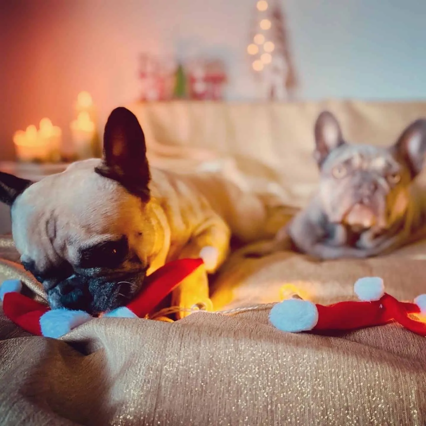 Hundereise Weihnachtshund