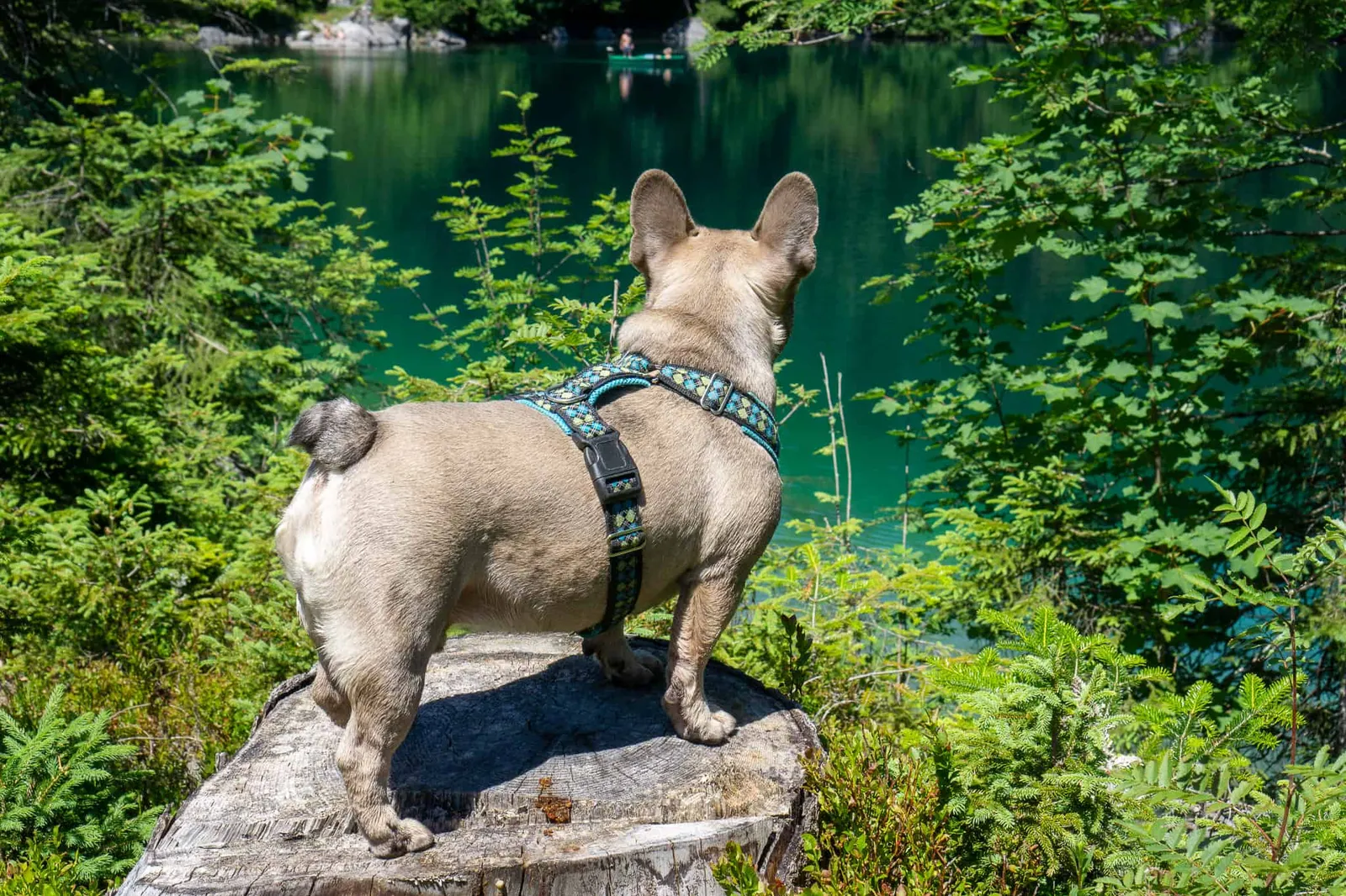 Kleiner Ödsee Hundereise