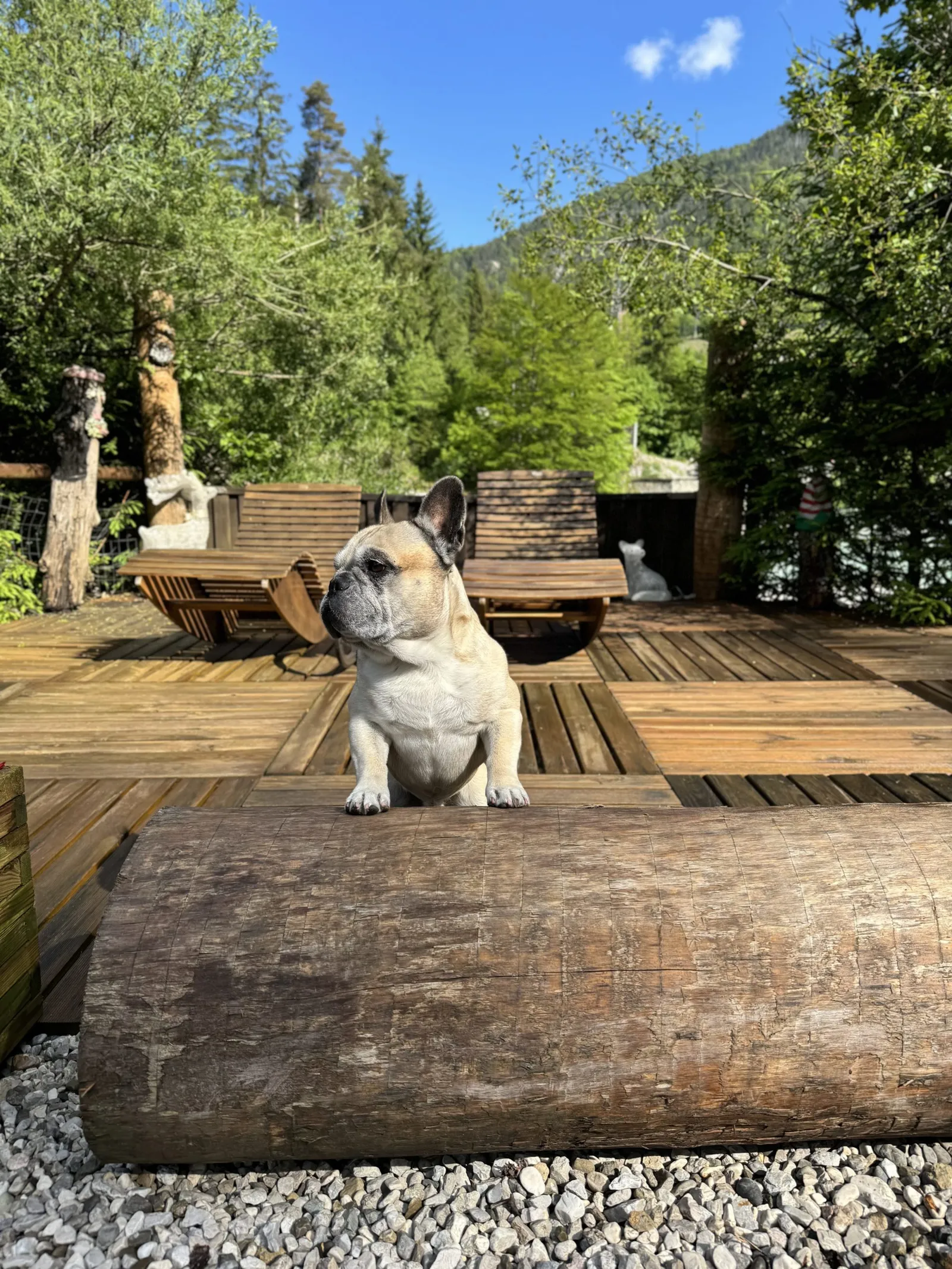 Murphy sitzt auf einem Baumstamm auf der Holzterrasse und schaut zur Seite.