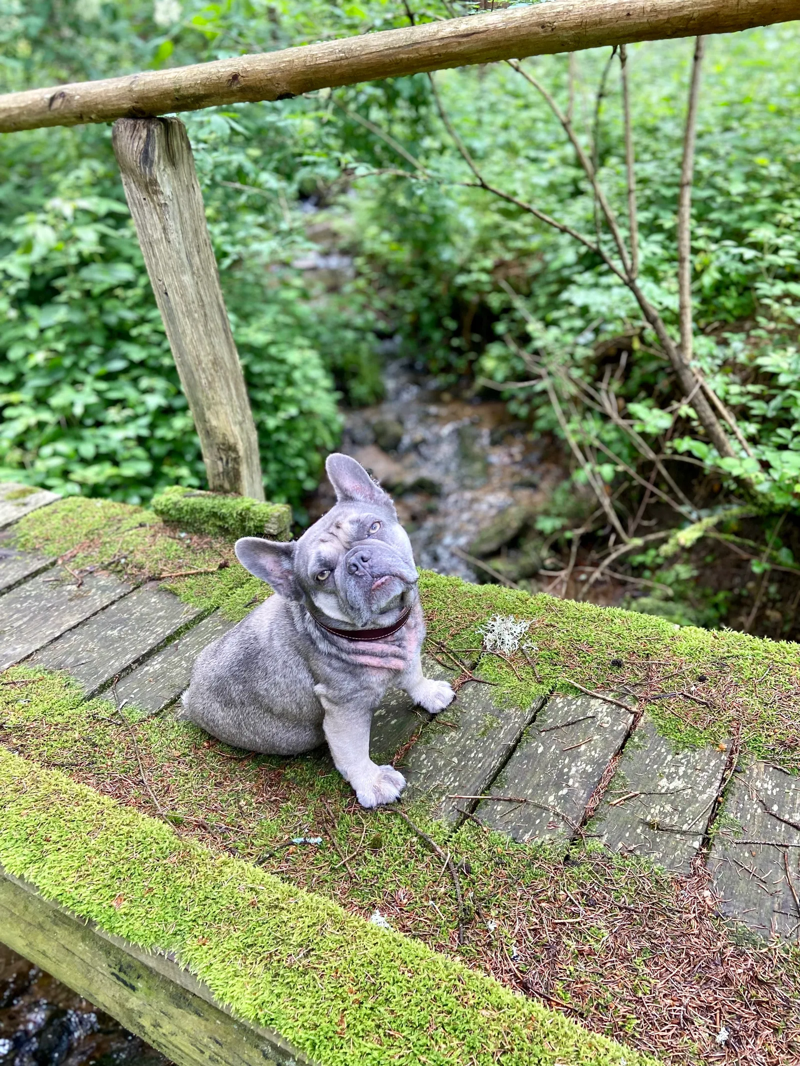 Archie auf der Bruecke