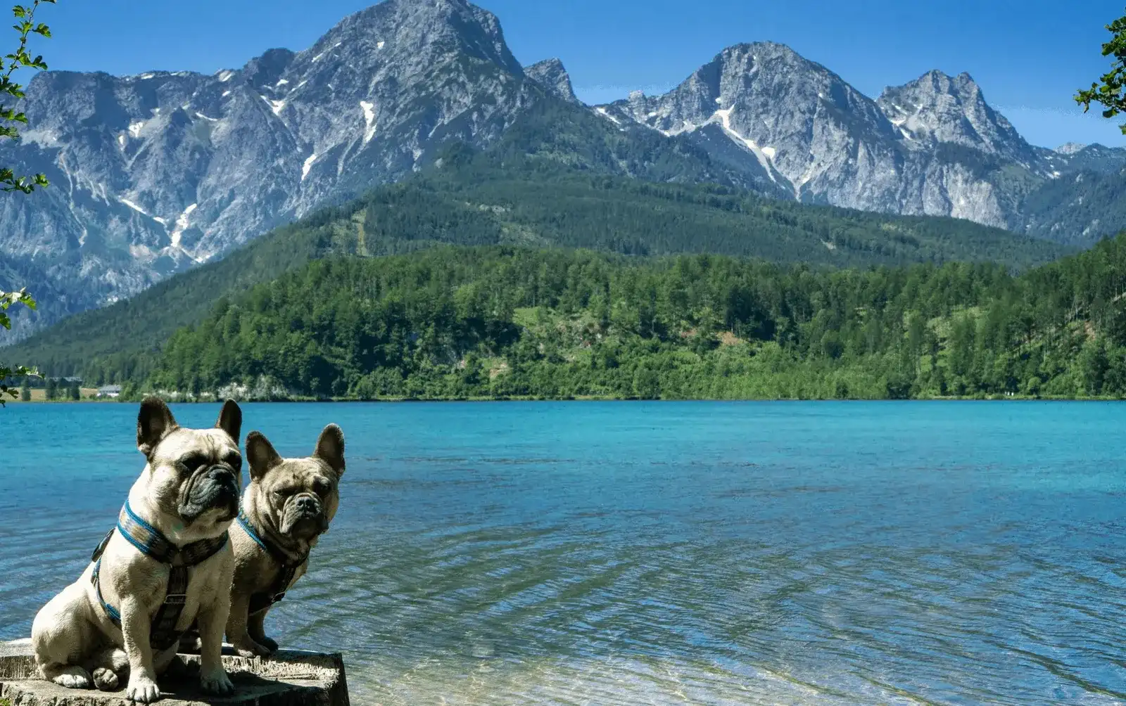 Urlaub und Wanderungen mit Hund im Almtal, Oberösterreich