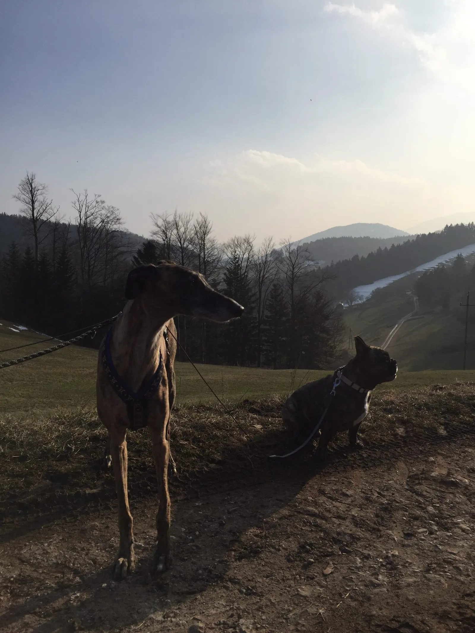 Hundeliebe - so kamen unsere Pfotenpartner zu uns