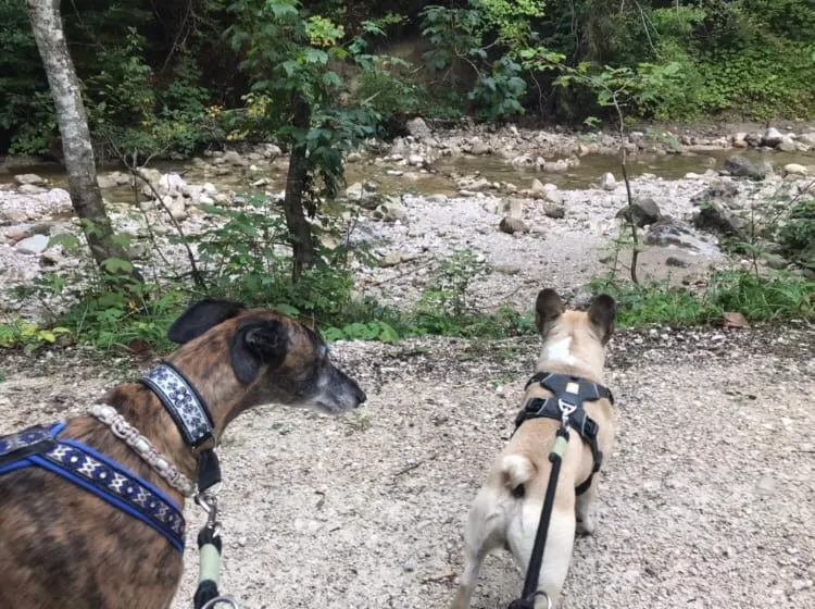 Urlaub mit Hund - Rußbach, Gosau, Traunsee - Salzburg & Oberösterreich