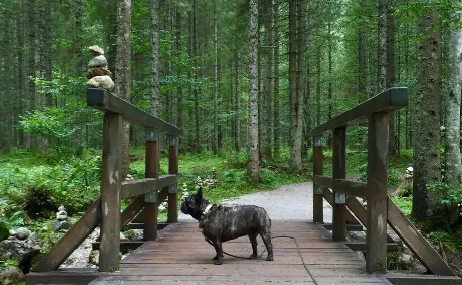 Insidertipp: Hundeurlaub bei der Wasnerin in Bad Aussee - Teil 2