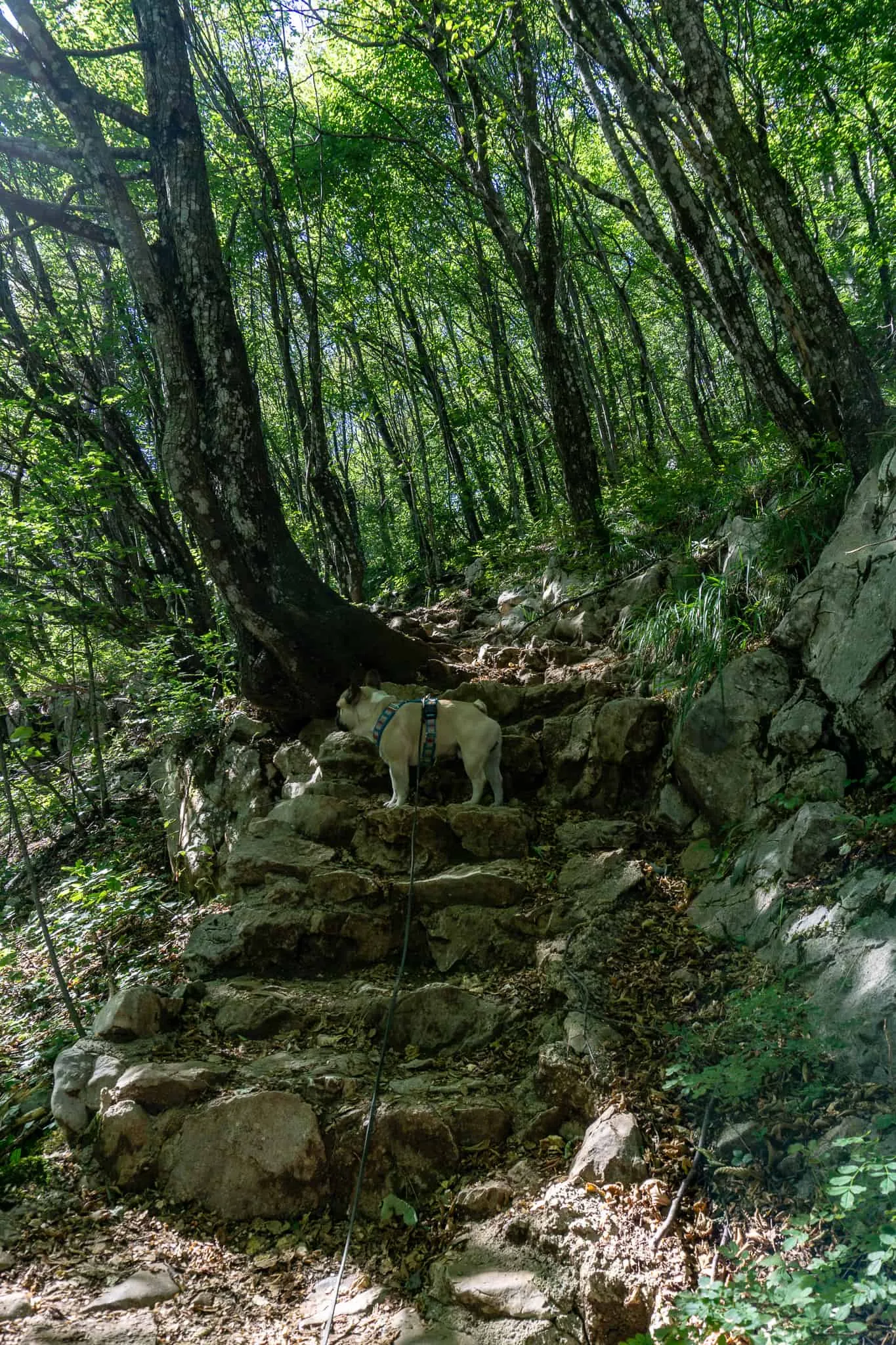 Urlaub Wandern Hund Vojak Kroatien