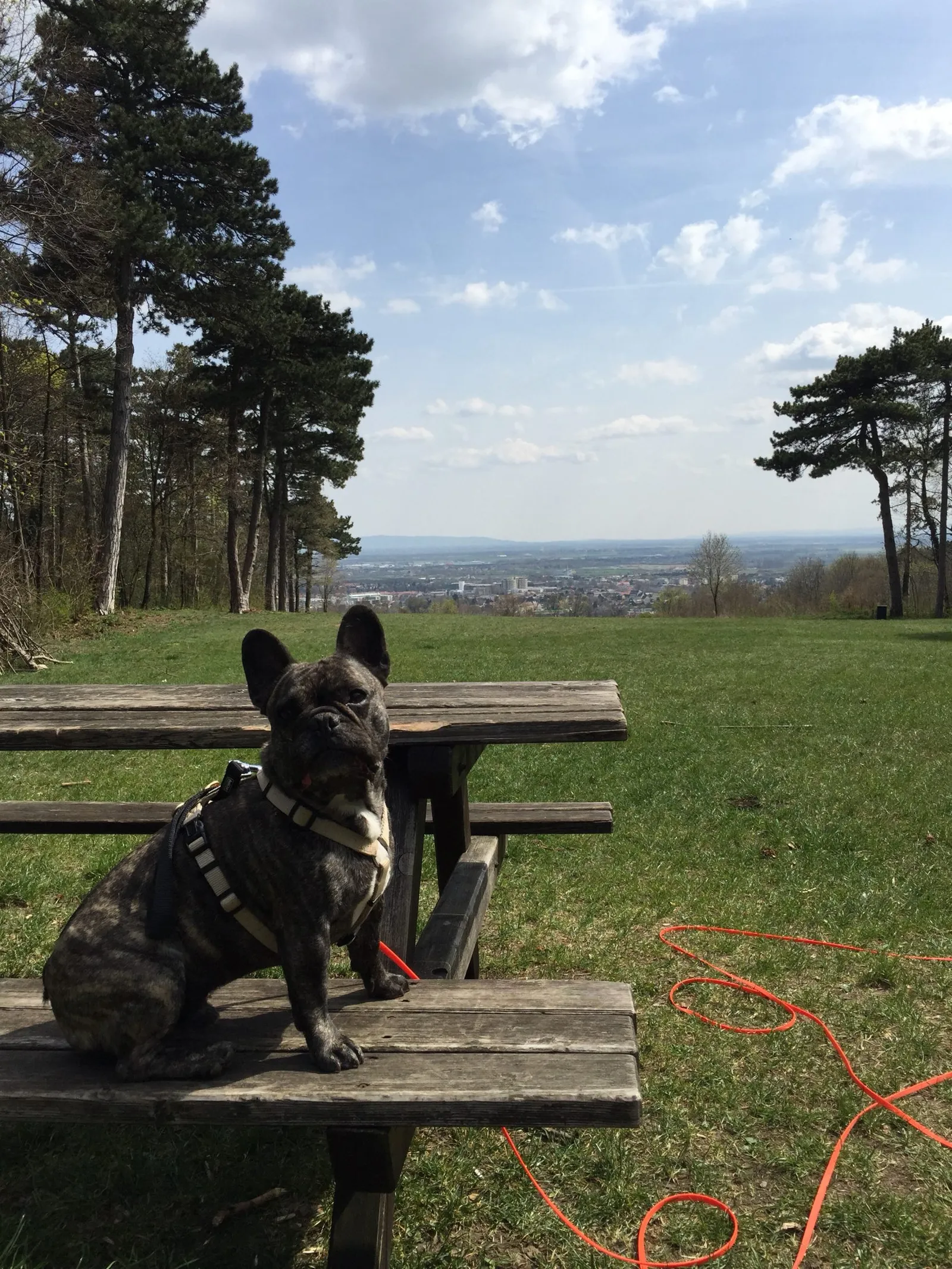 French Bulldog