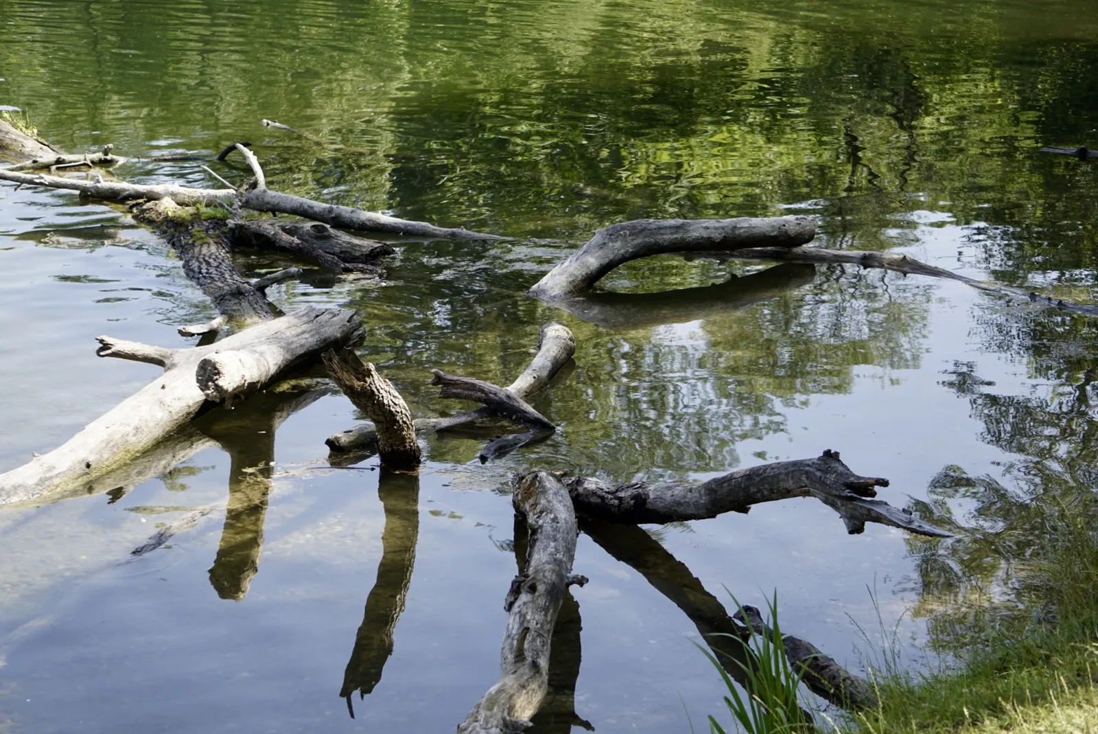 Lobau