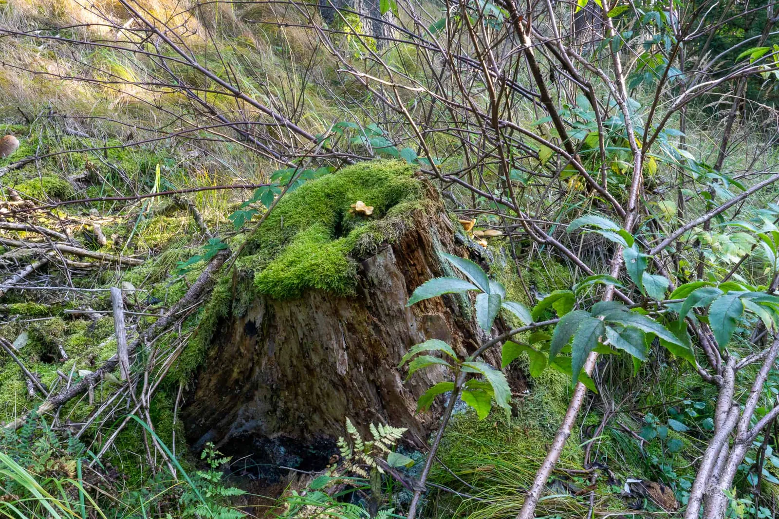 Waldviertel Zwettl Hundereise Riegersbach