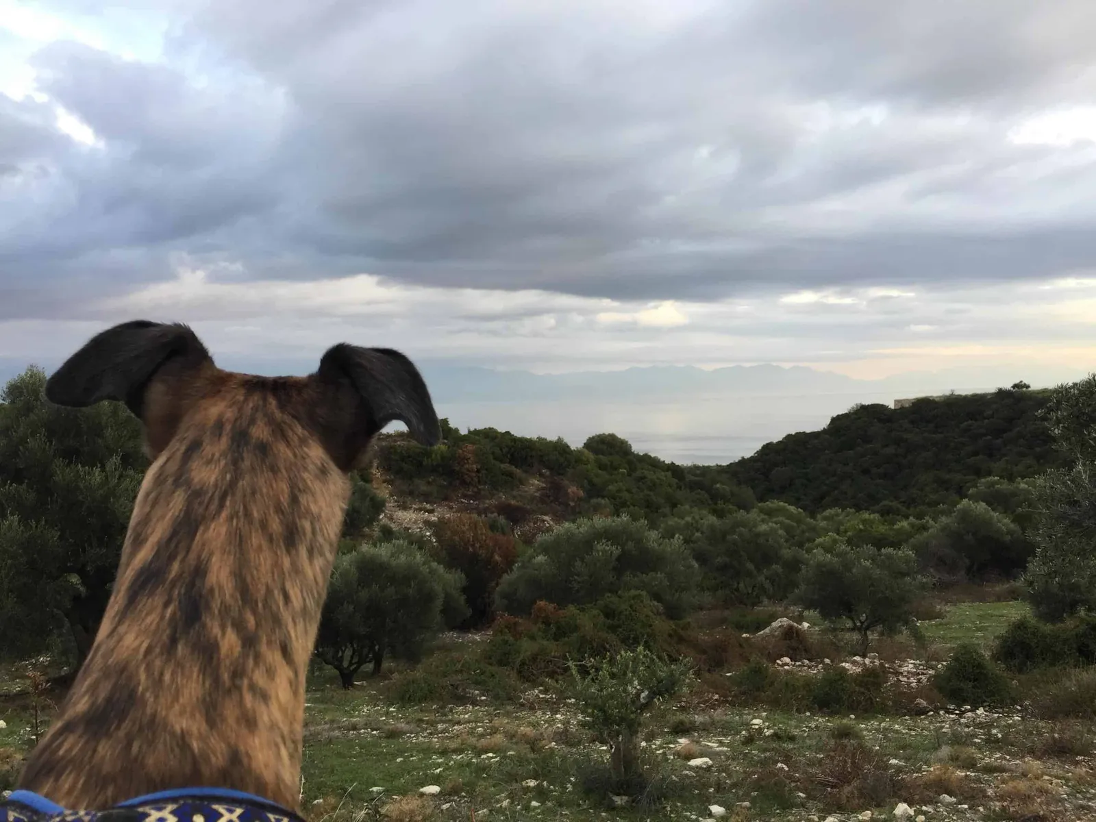 Urlaub mit Hund in Griechenland - über Aussteiger und Wanderungen