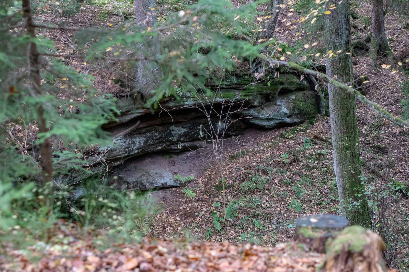 Hundereise Wandern Schwarzach Deutschland