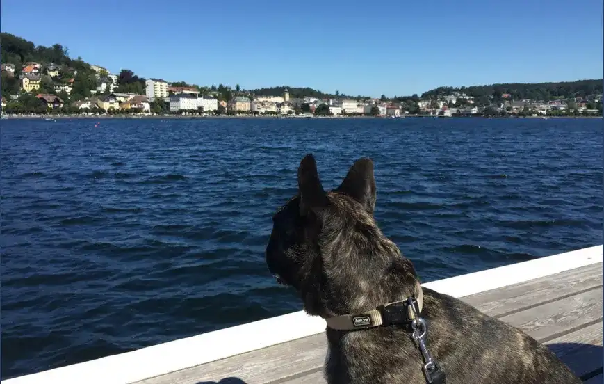 Insidertipp: Hundeurlaub bei der Wasnerin in Bad Aussee – Teil 3