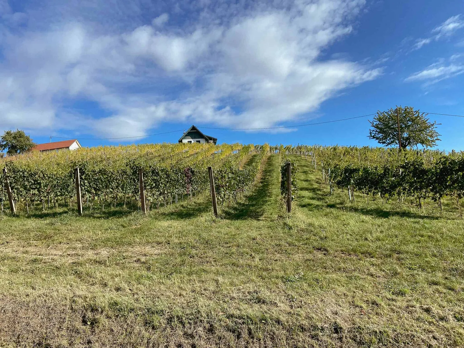 Weinstöcke am Eisenberg im Südburgenland