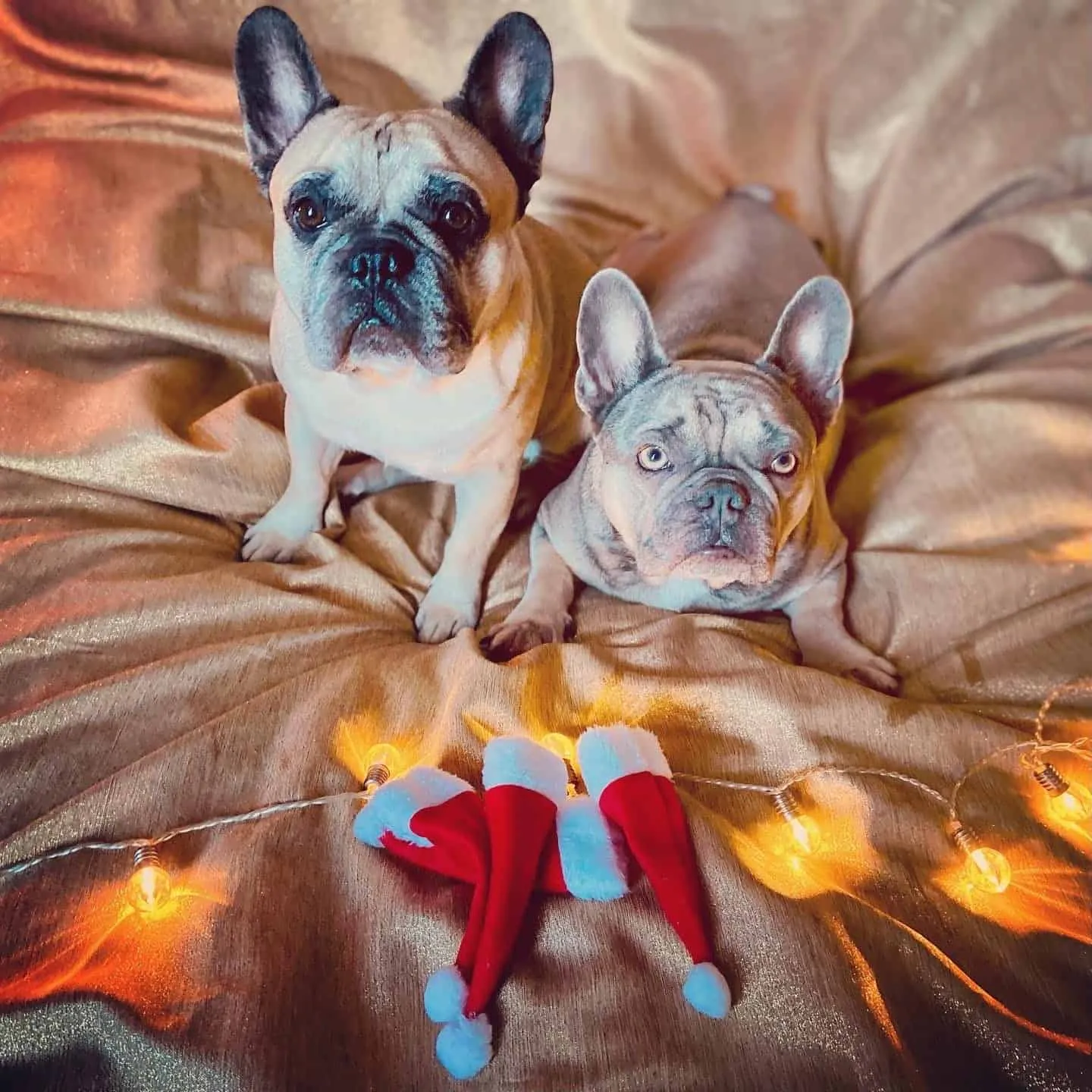 Weihnachtshund Murphy und Archie