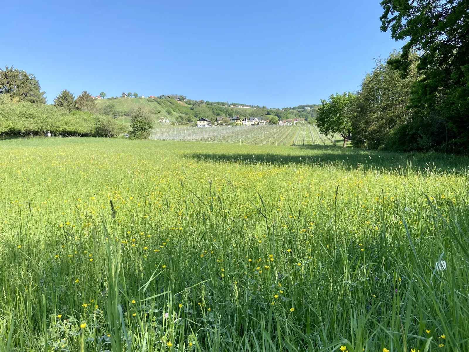 Blick über Wiese Richtung Eisenberg hinauf