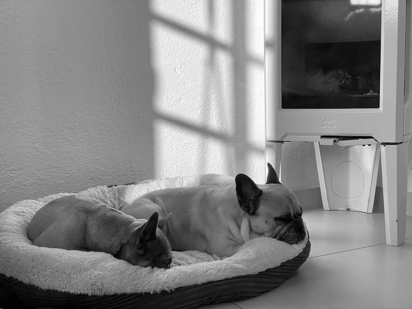 Archie und Murphy gemeinsam im Körbchen vor dem Kamin im Weinloft
