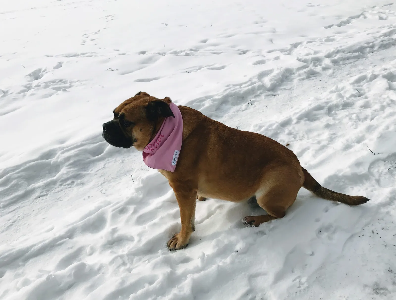 Hundeurlaub Steiermark
