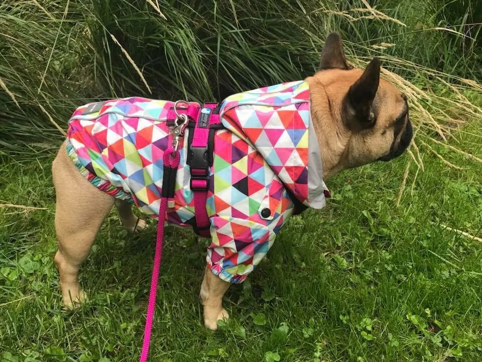 Ausflug mit Hund zu den Wölfen im Wildpark Ernstbrunn, NÖ