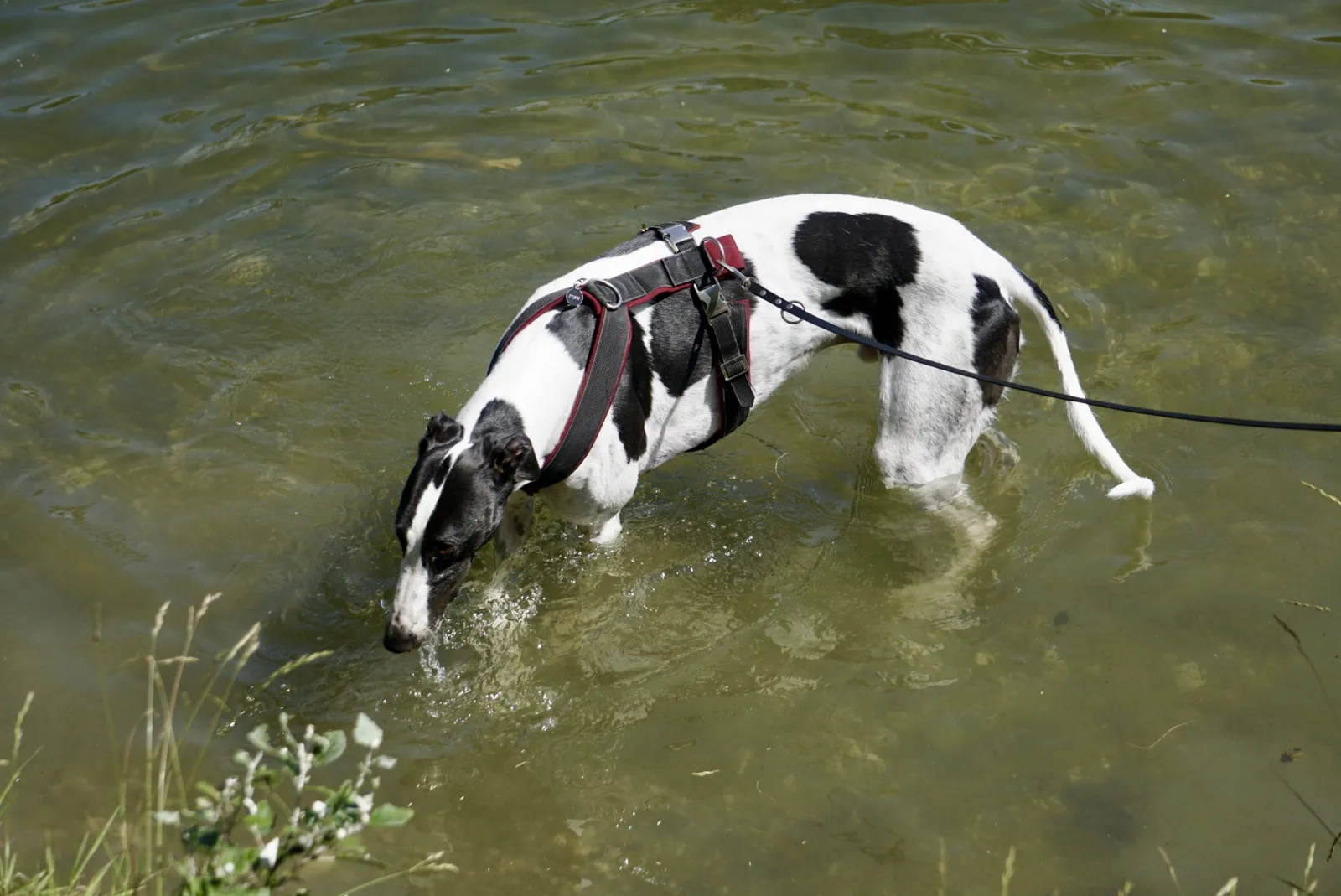 Greyhound