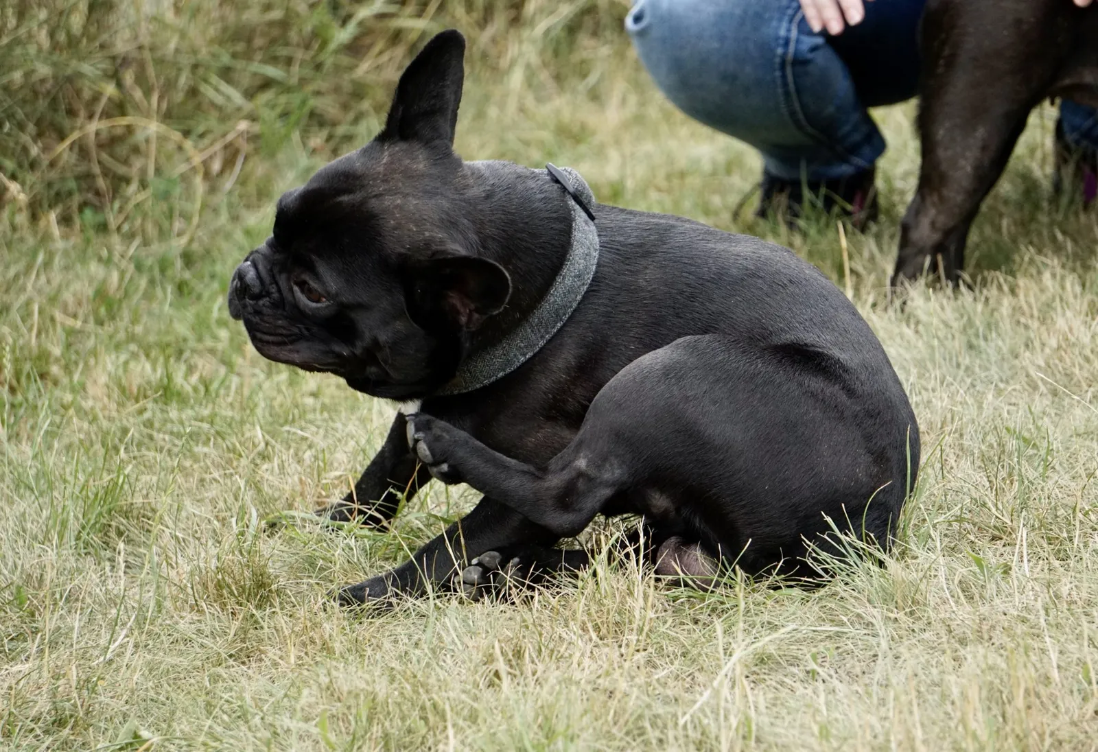 French Bulldog