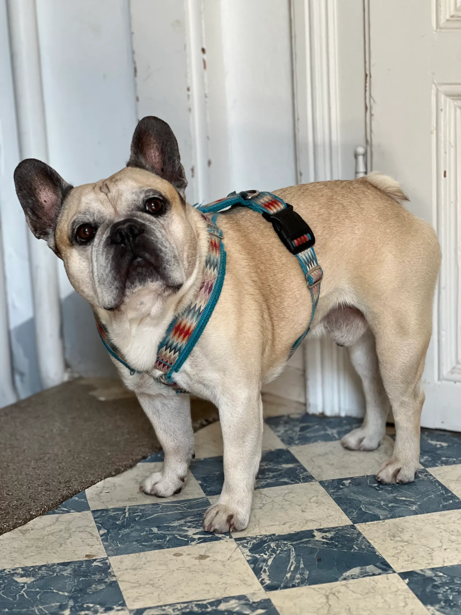 Murphy in a colourful harness standing on tiled floor in front of a white door.