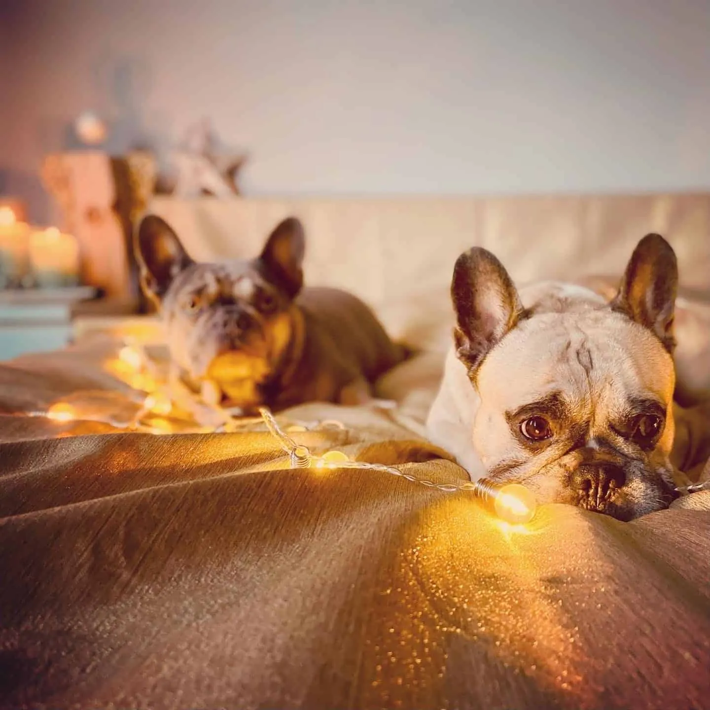 Hundereise Weihnachtshund