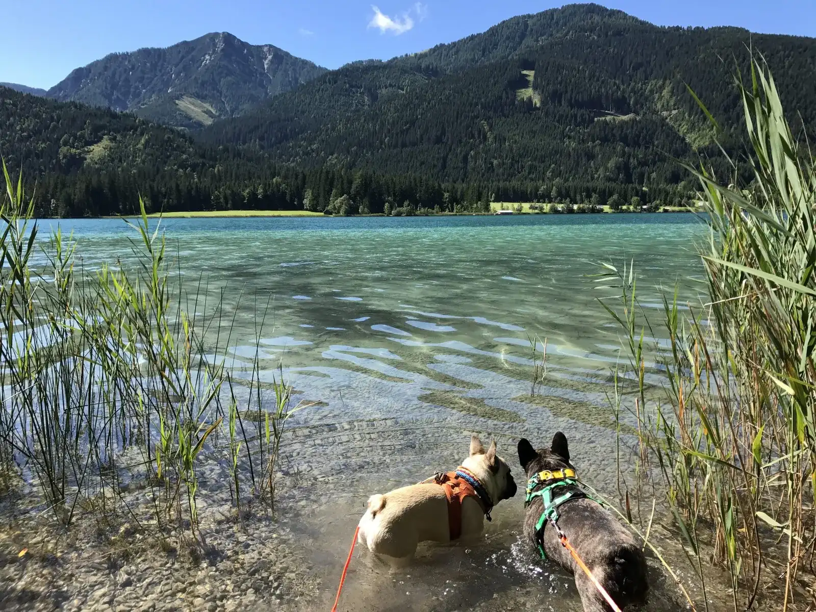 Urlaub mit Hund am Weissensee, Kärnten