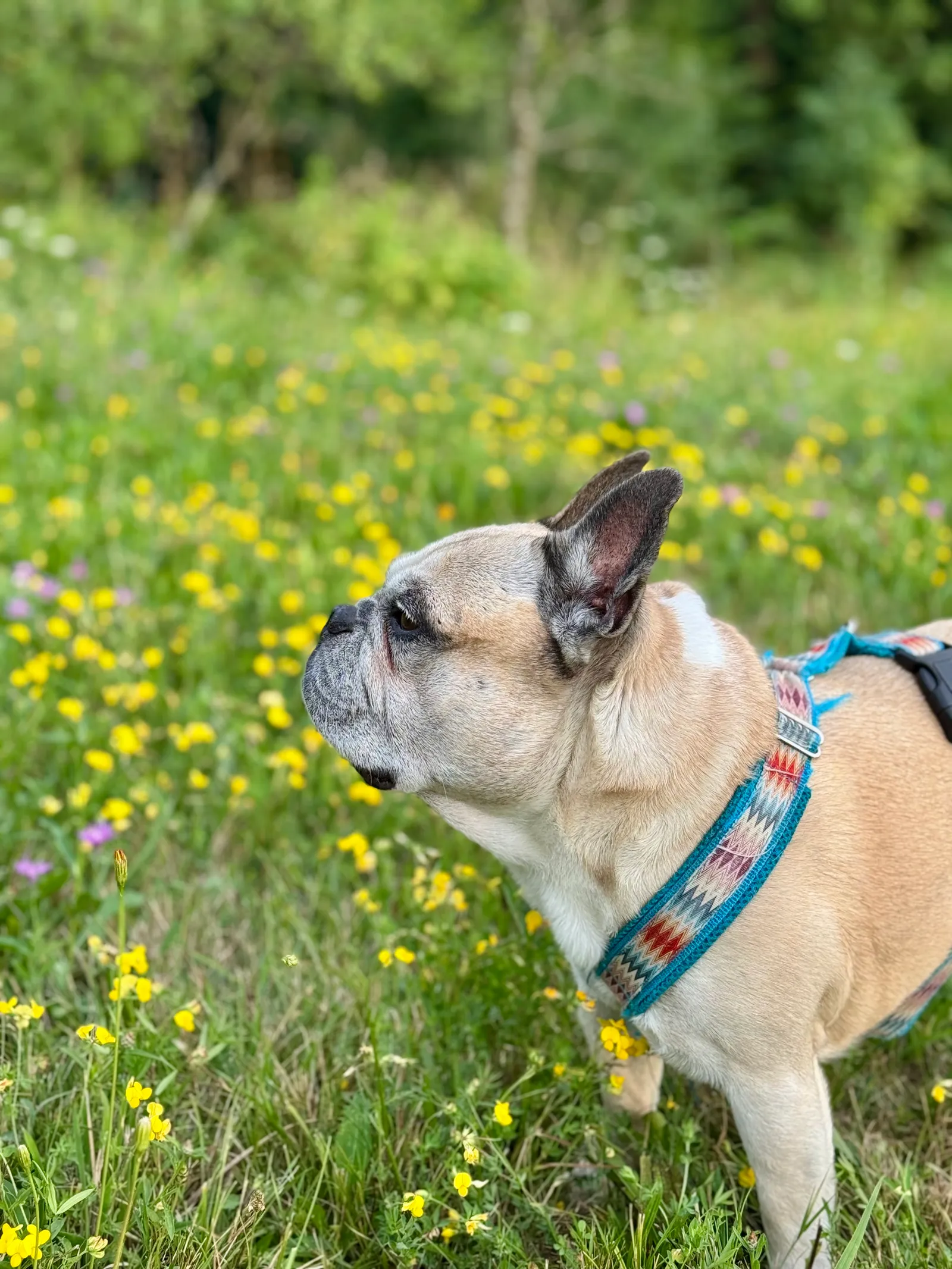 Murphy steht auf einer Blumenwiese voller gelber Blüten und schaut nach oben.