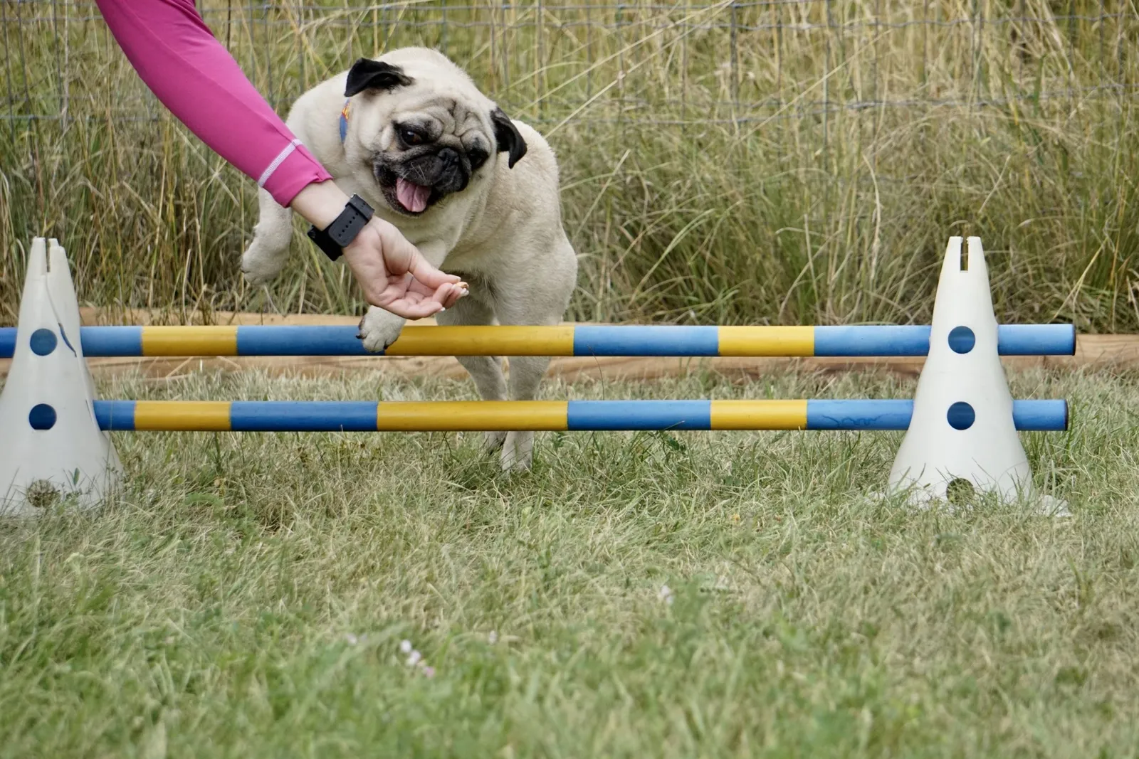 Mops Agility