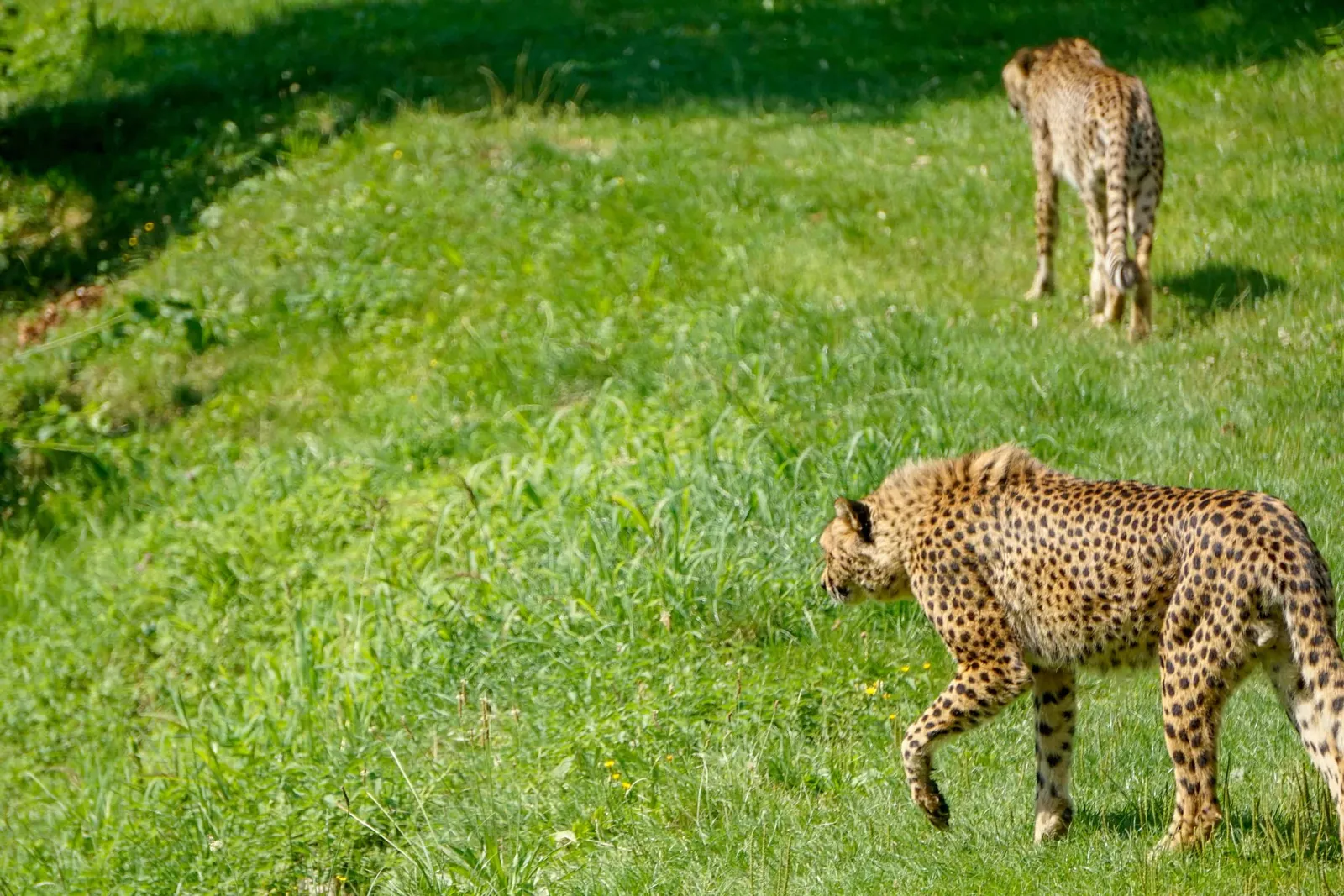 Ausflug Hund Tierpark Herberstein