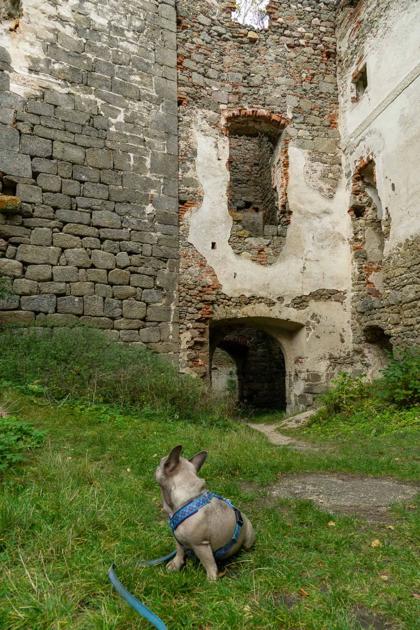 Ruine Lichtenfels Hundereise
