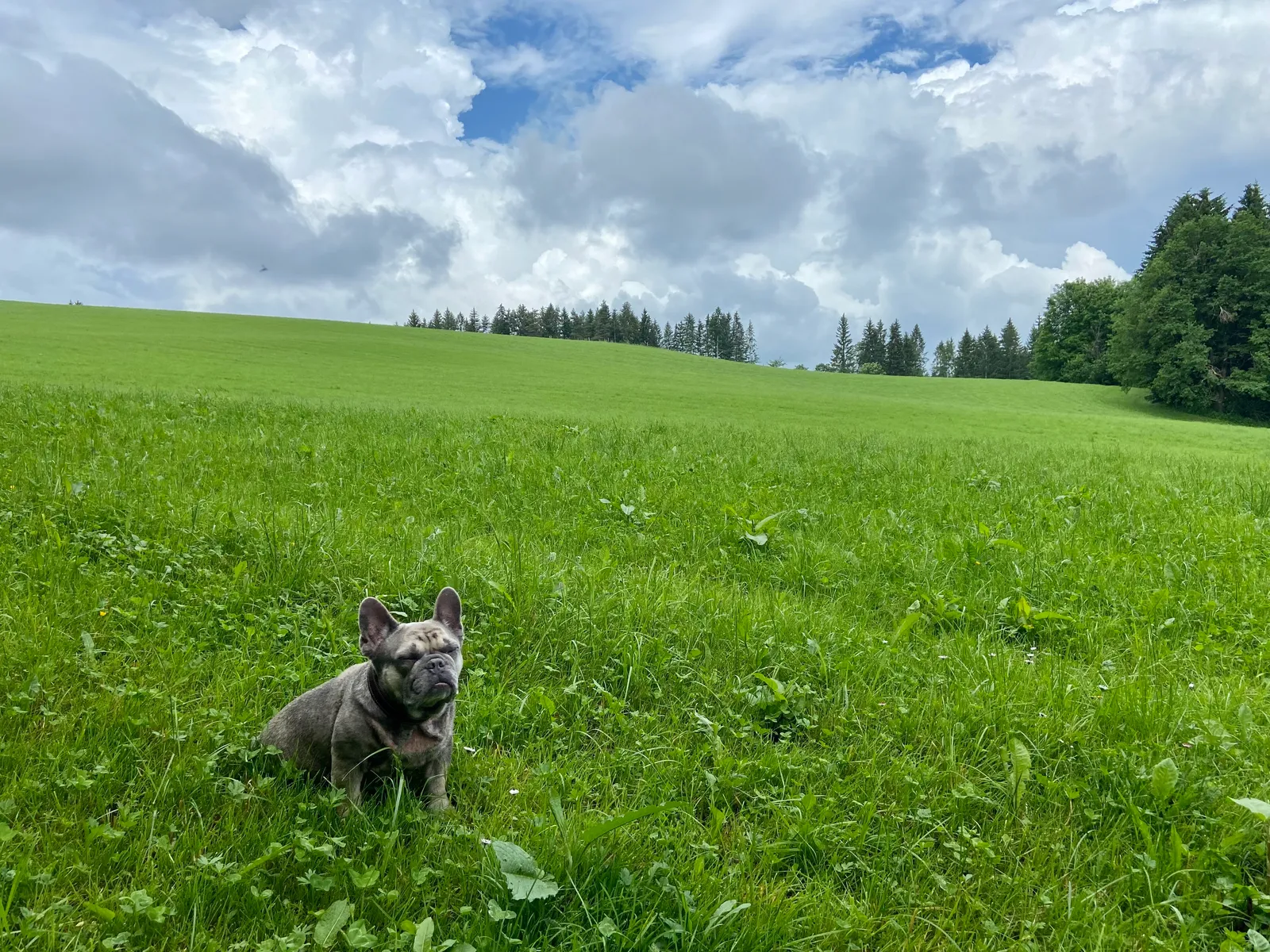 Archie auf der Wiese