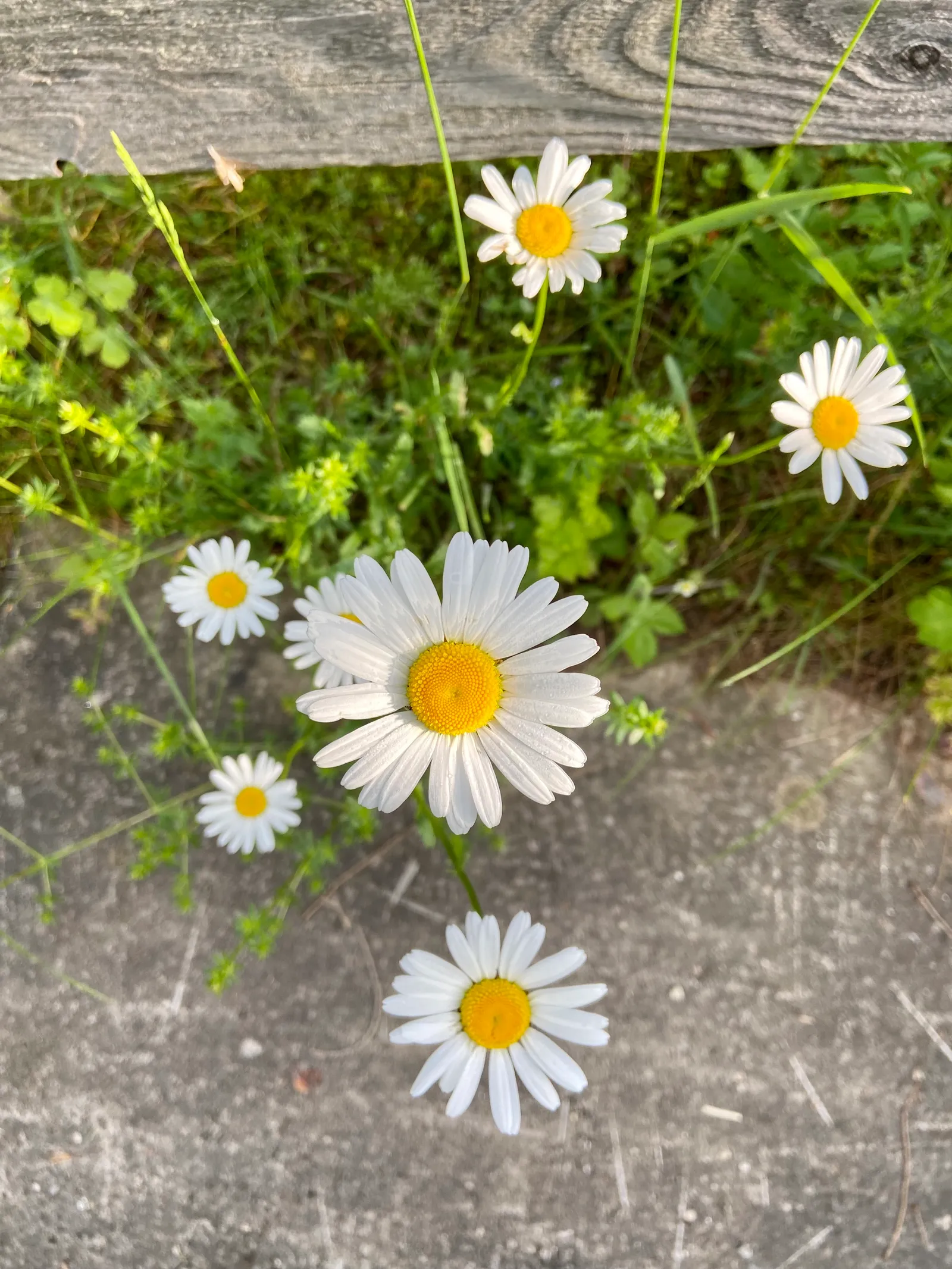 Margeriten