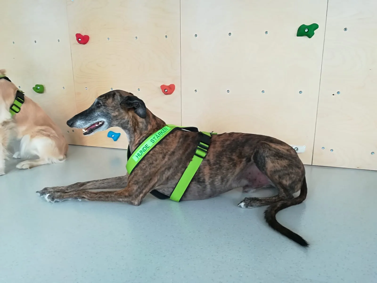 Therapiehund
