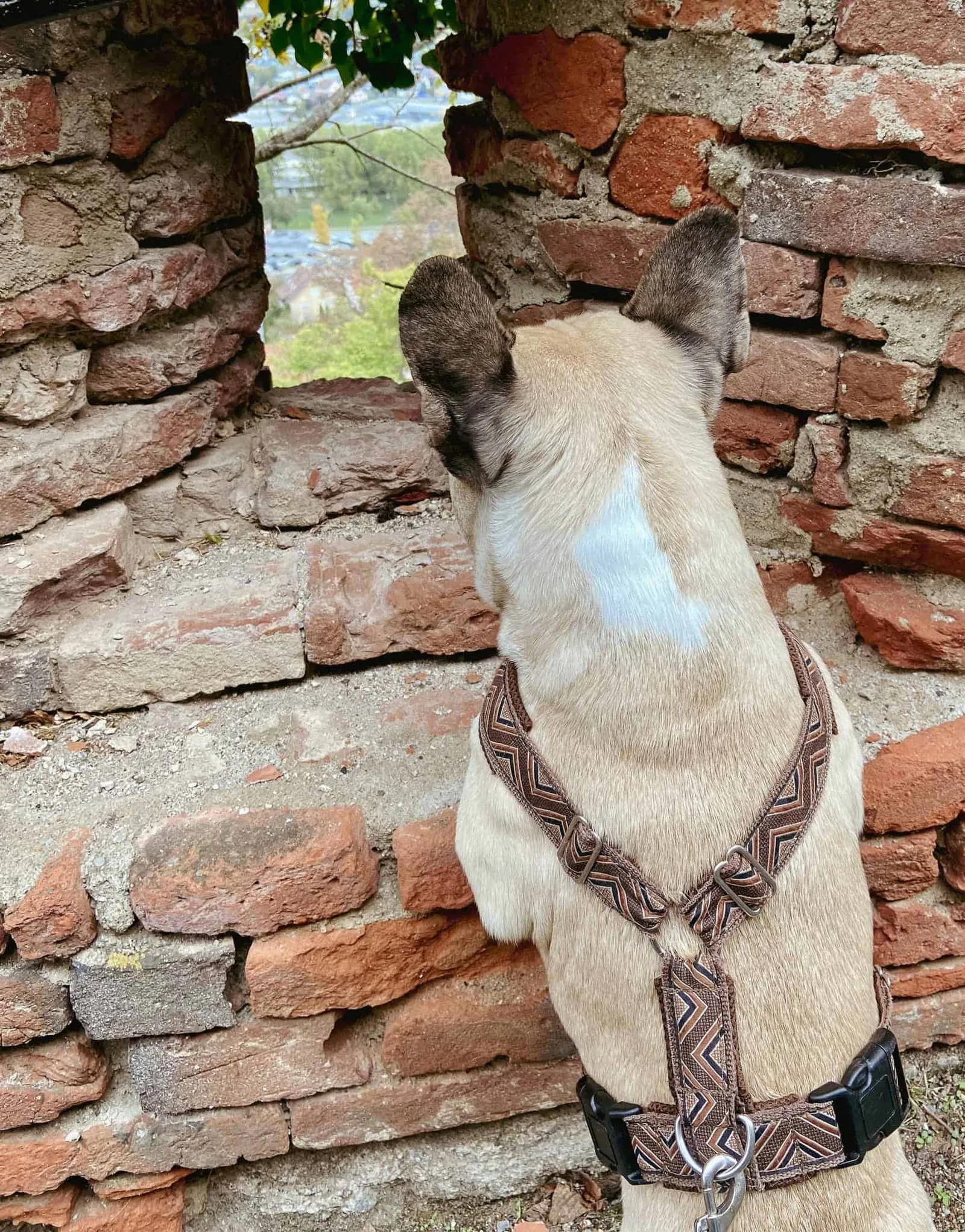Murphy schaut durch ein Guckloch der Burg