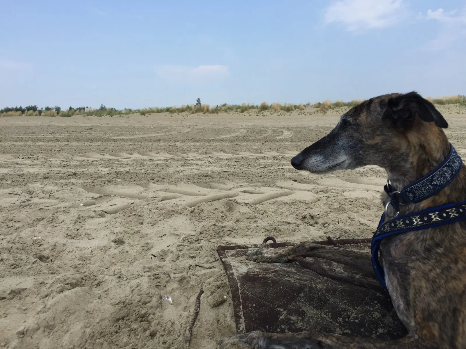 Urlaub mit Hund in Italien - Spanische Galgos in Cavallino-Treporti