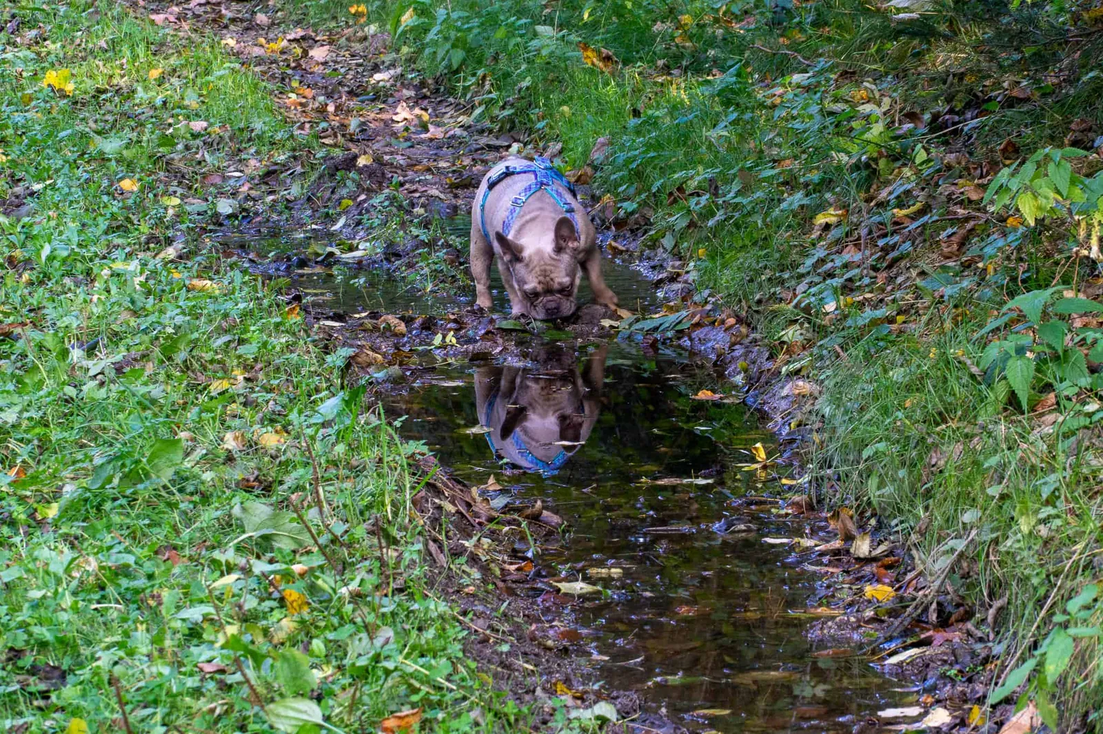 Waldviertel Zwettl Hundereise Riegersbach