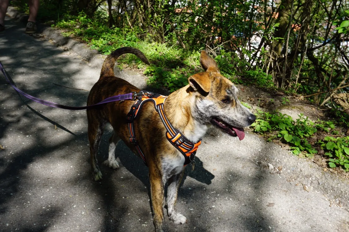 Hundeurlaub