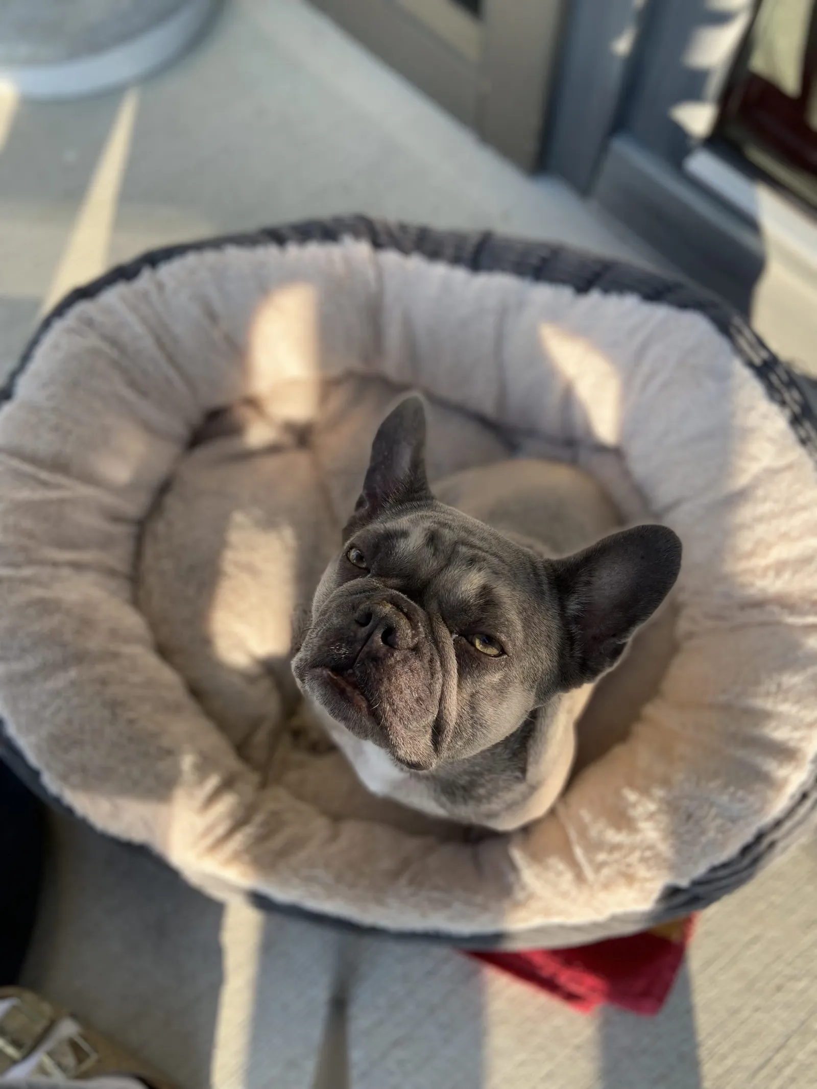 Archie will ein Stück vom Frühstück