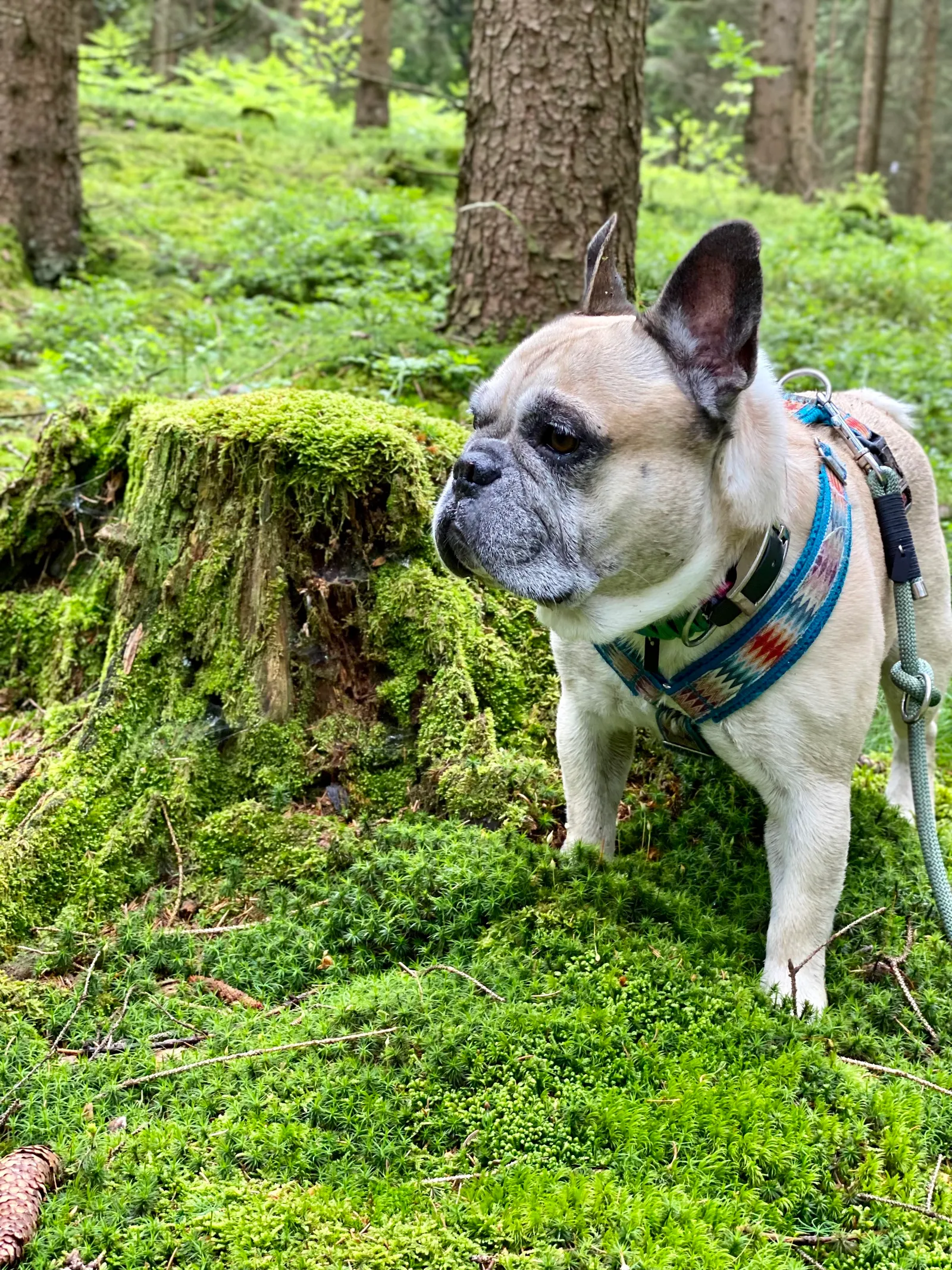 Murphy im Moos