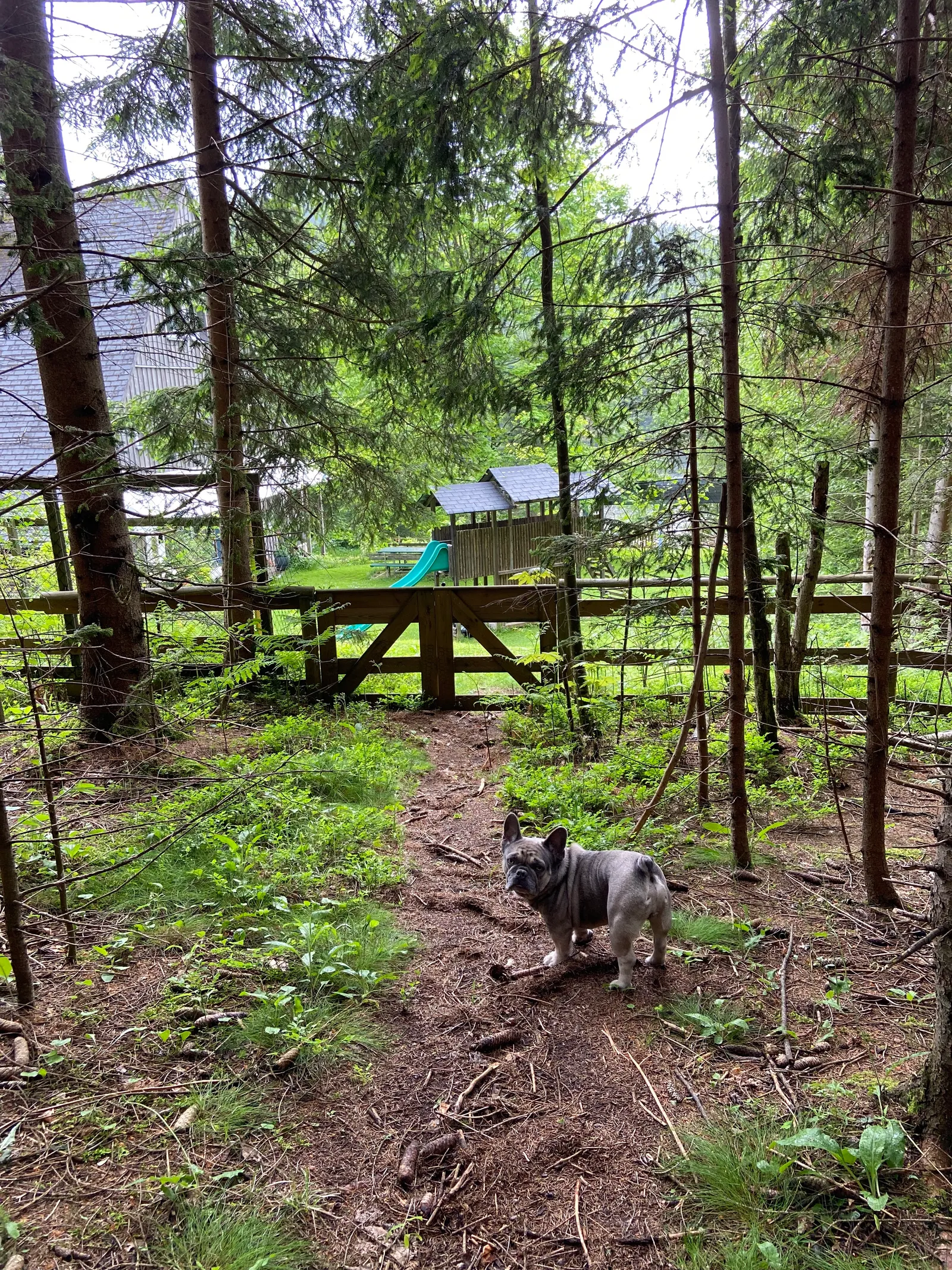Waldweg direkt hinter dem Garten am Packer Stausee