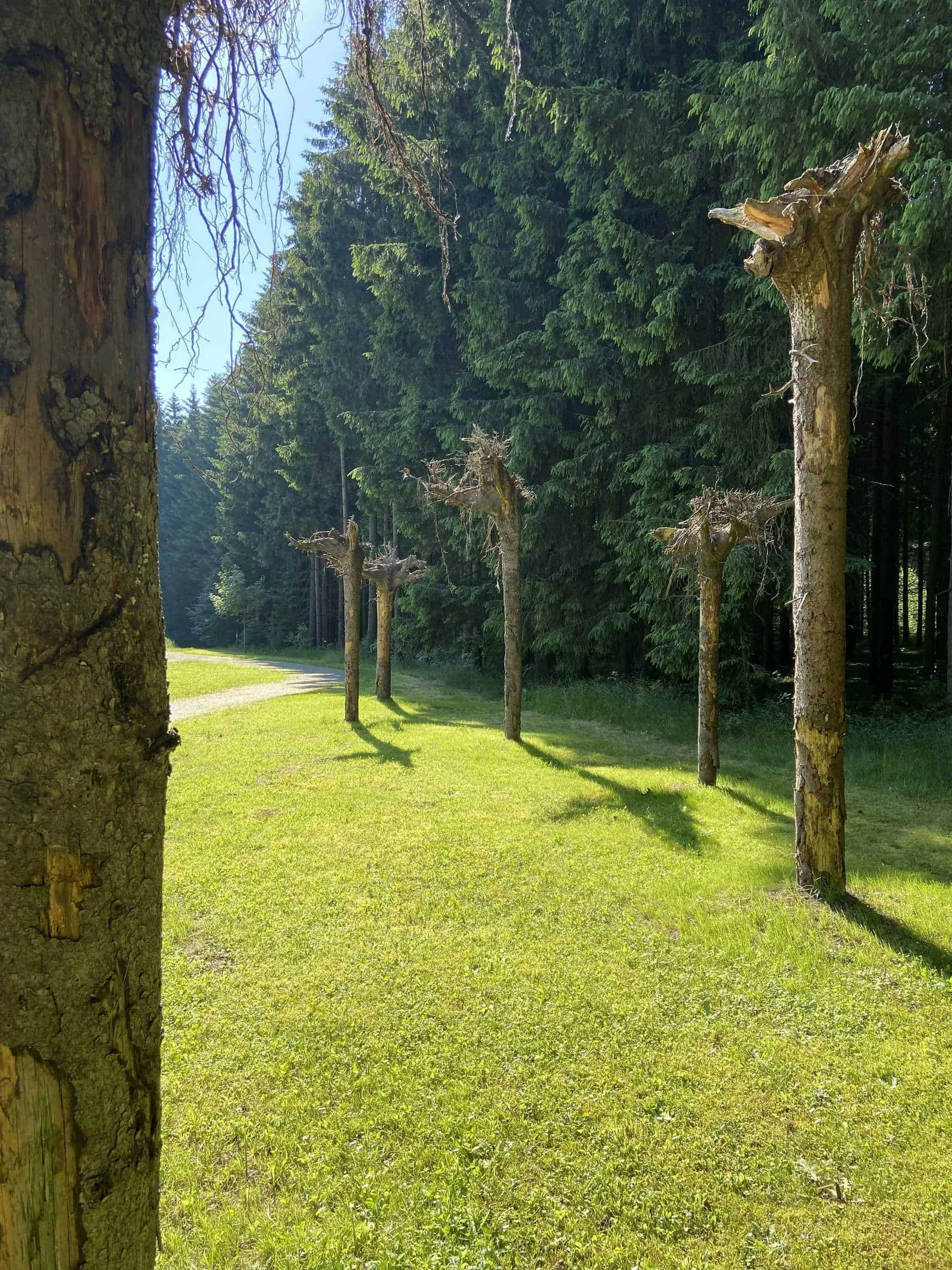 Verkehrte Bäume Wurzeln oben