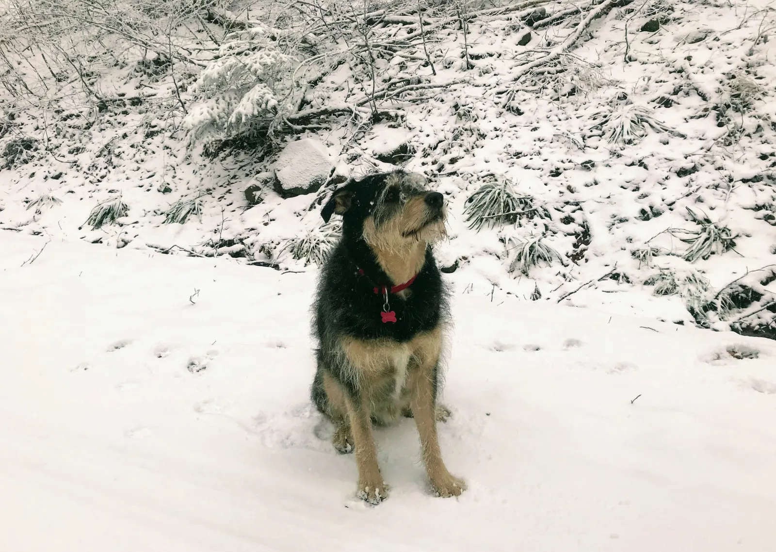 Hundewanderung