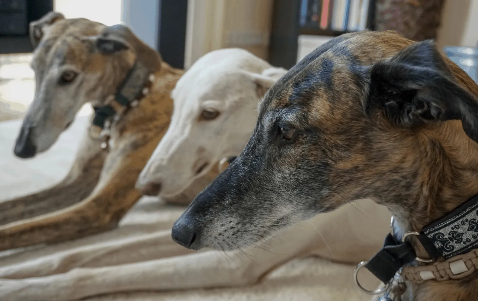 WELT GALGO TAG am 01. Februar
